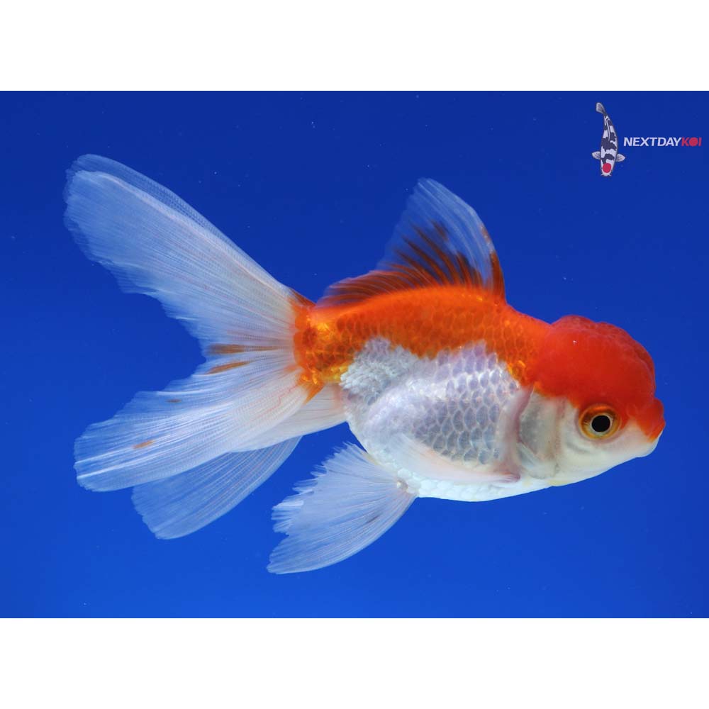 4” Imported Red and White Oranda