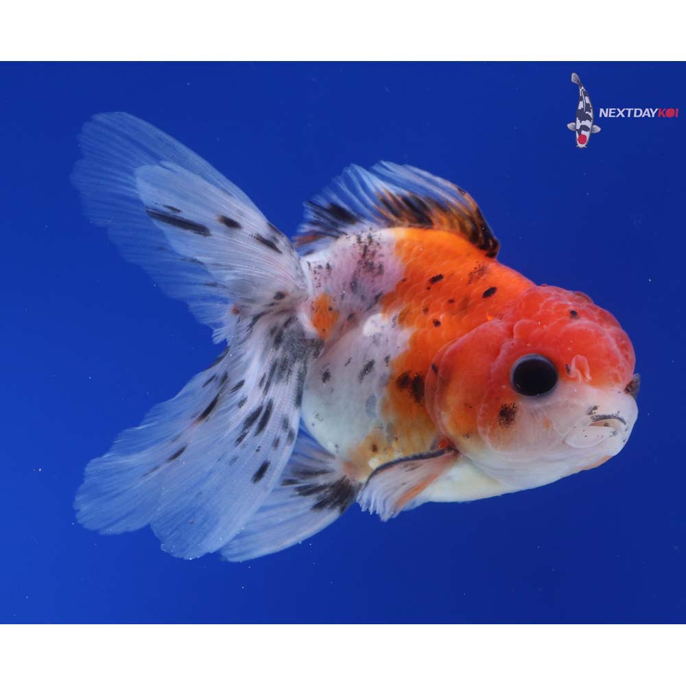 4” Imported Male Calico Oranda