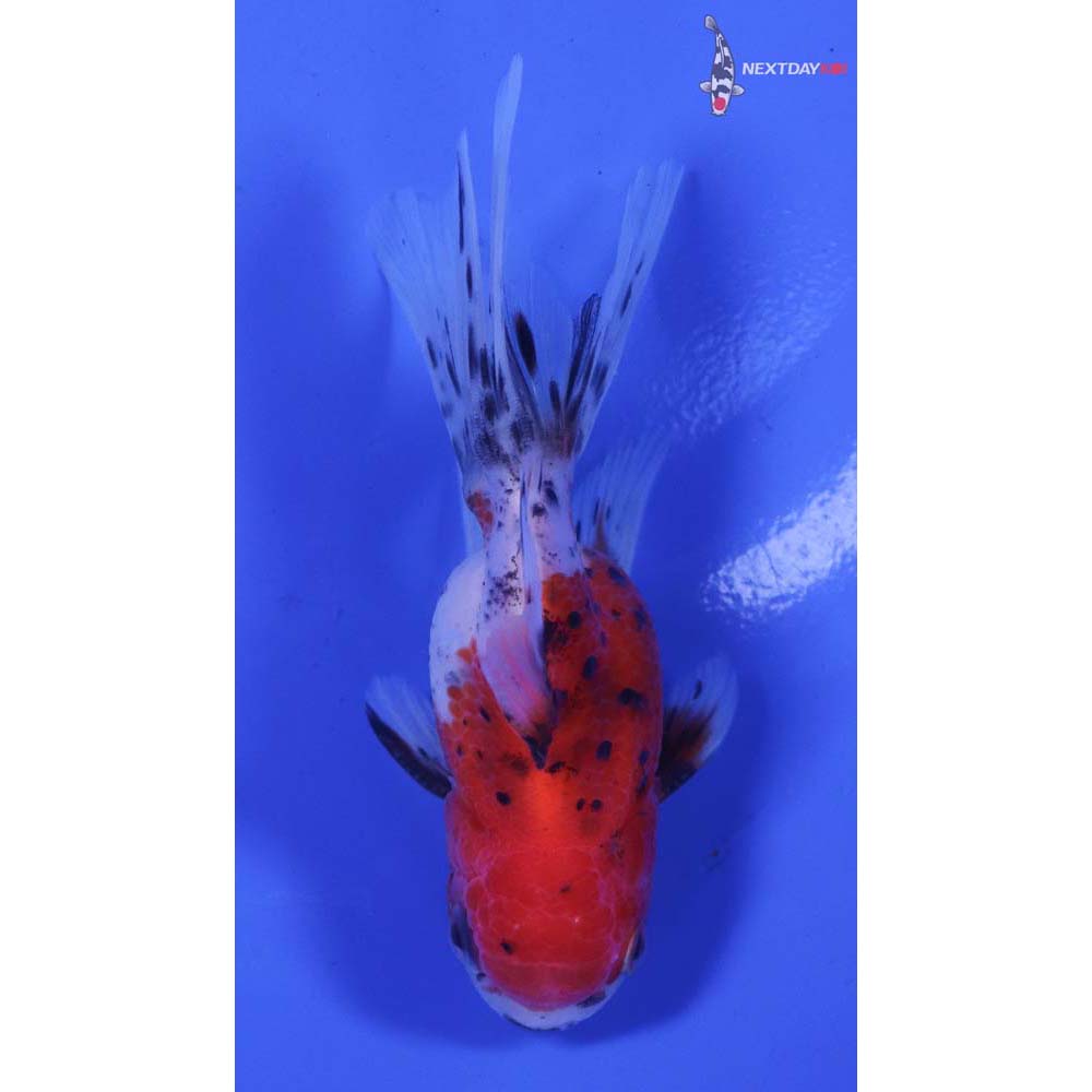 4” Imported Male Calico Oranda