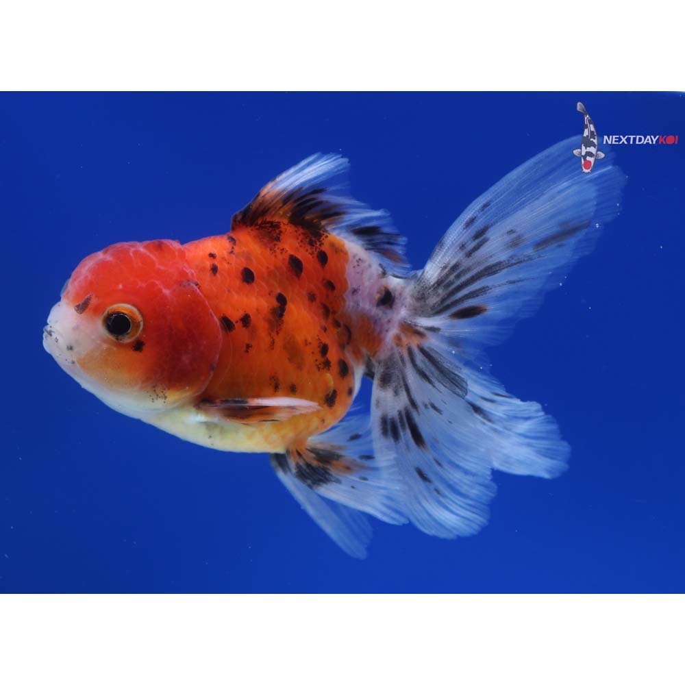 4” Imported Male Calico Oranda