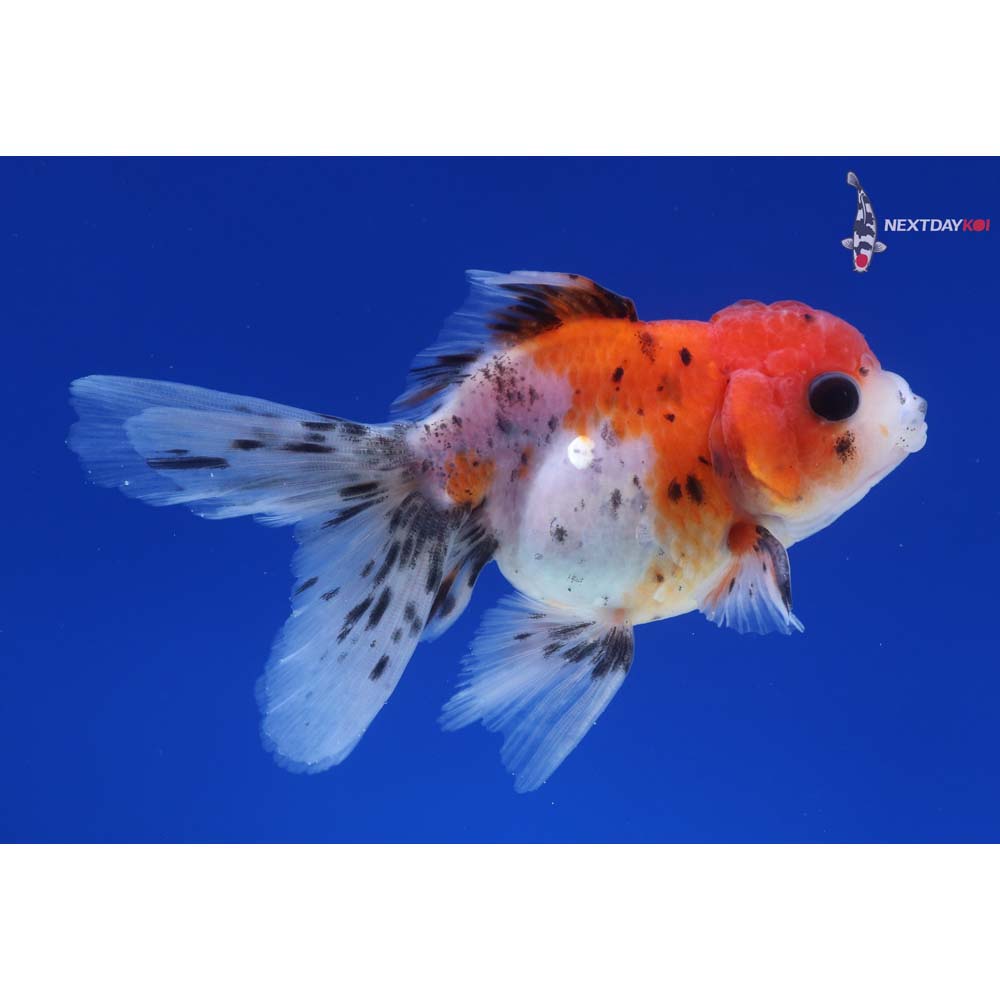 4” Imported Male Calico Oranda