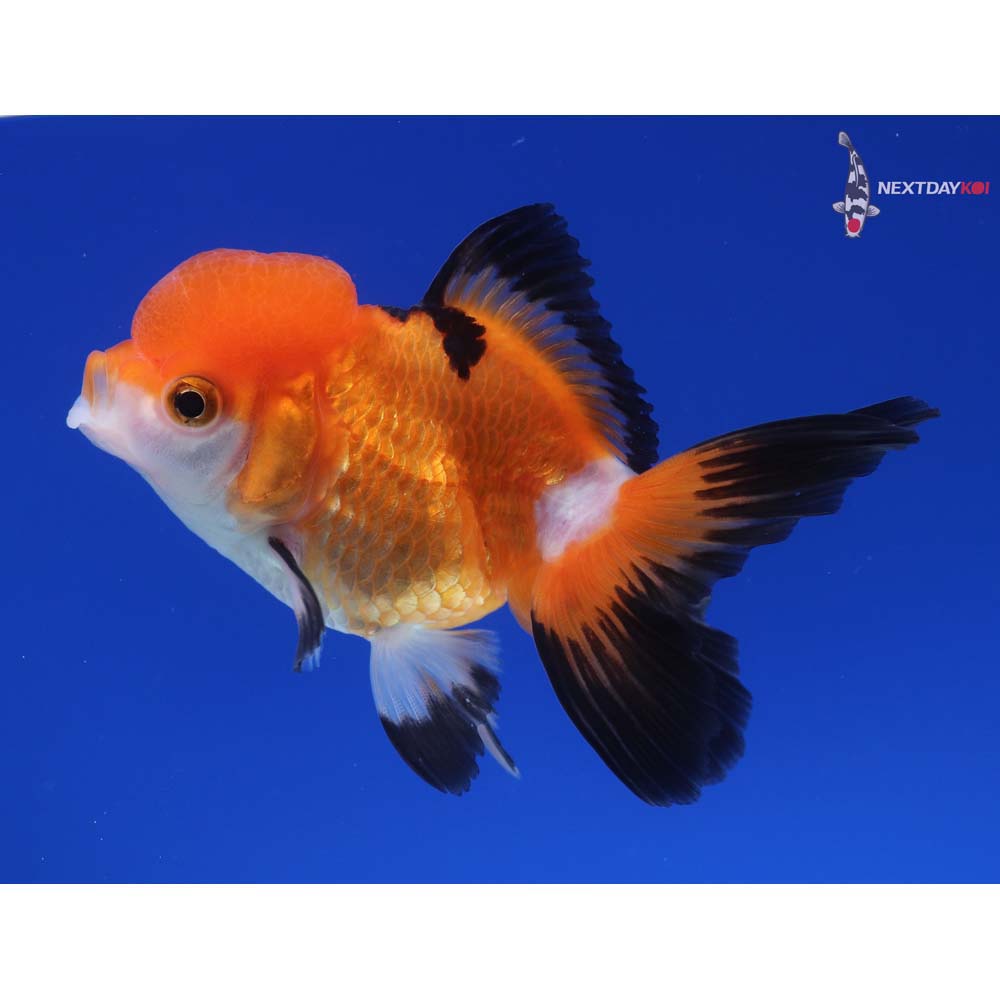 4” Imported Tri Color Oranda