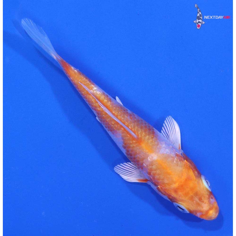 3.5” Imported Gin Rin Hariwake