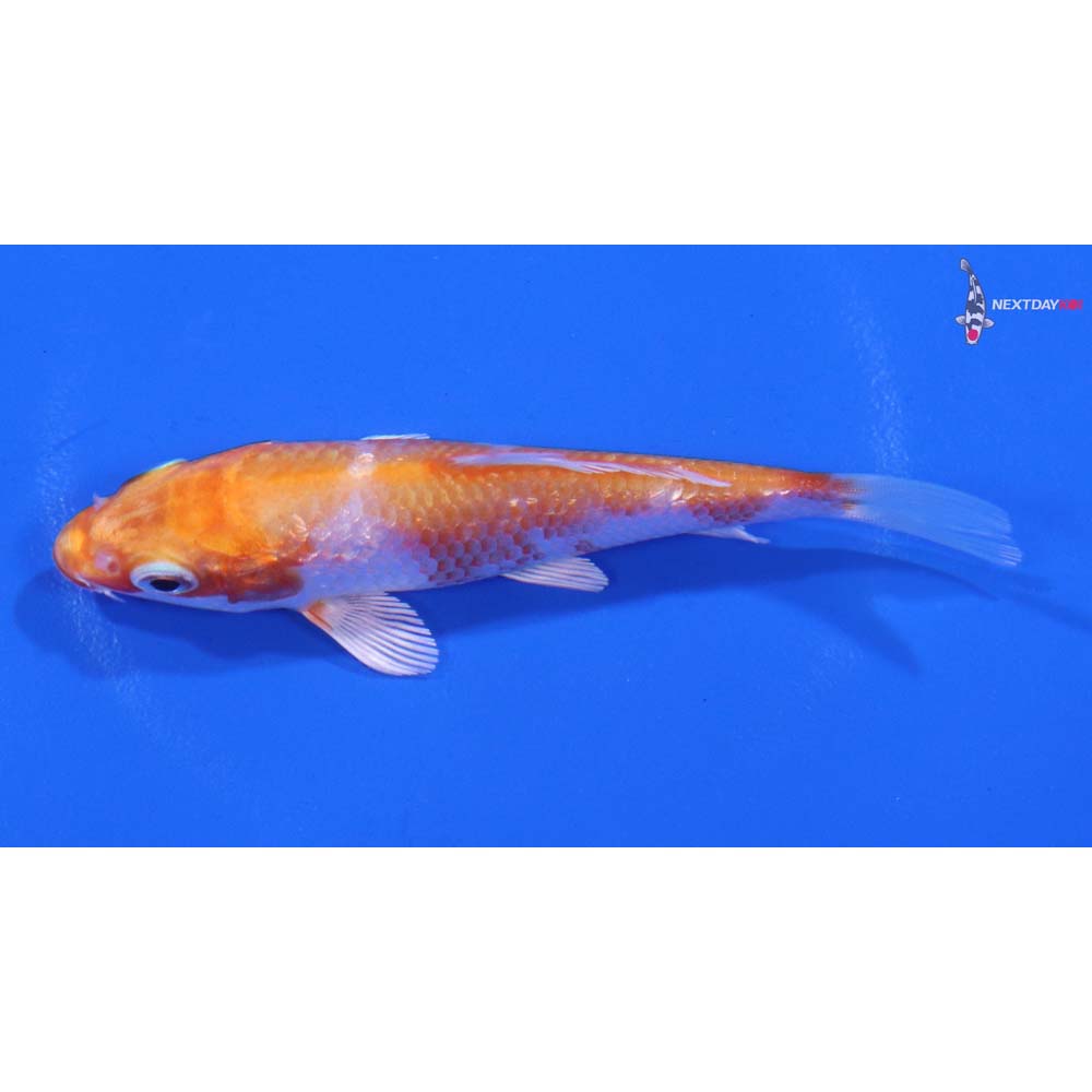 3.5” Imported Gin Rin Hariwake