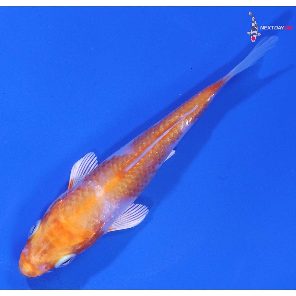 3.5” Imported Gin Rin Hariwake