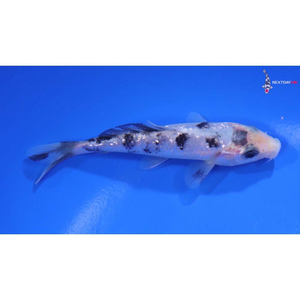 3.5” Imported Gin Rin Shiro Bekko