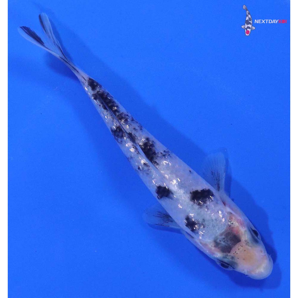 3.5” Imported Gin Rin Shiro Bekko