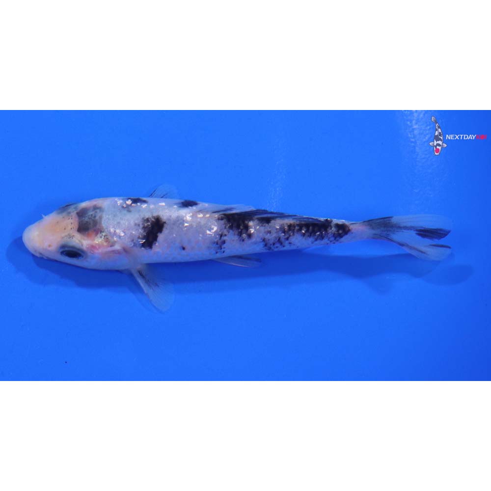 3.5” Imported Gin Rin Shiro Bekko