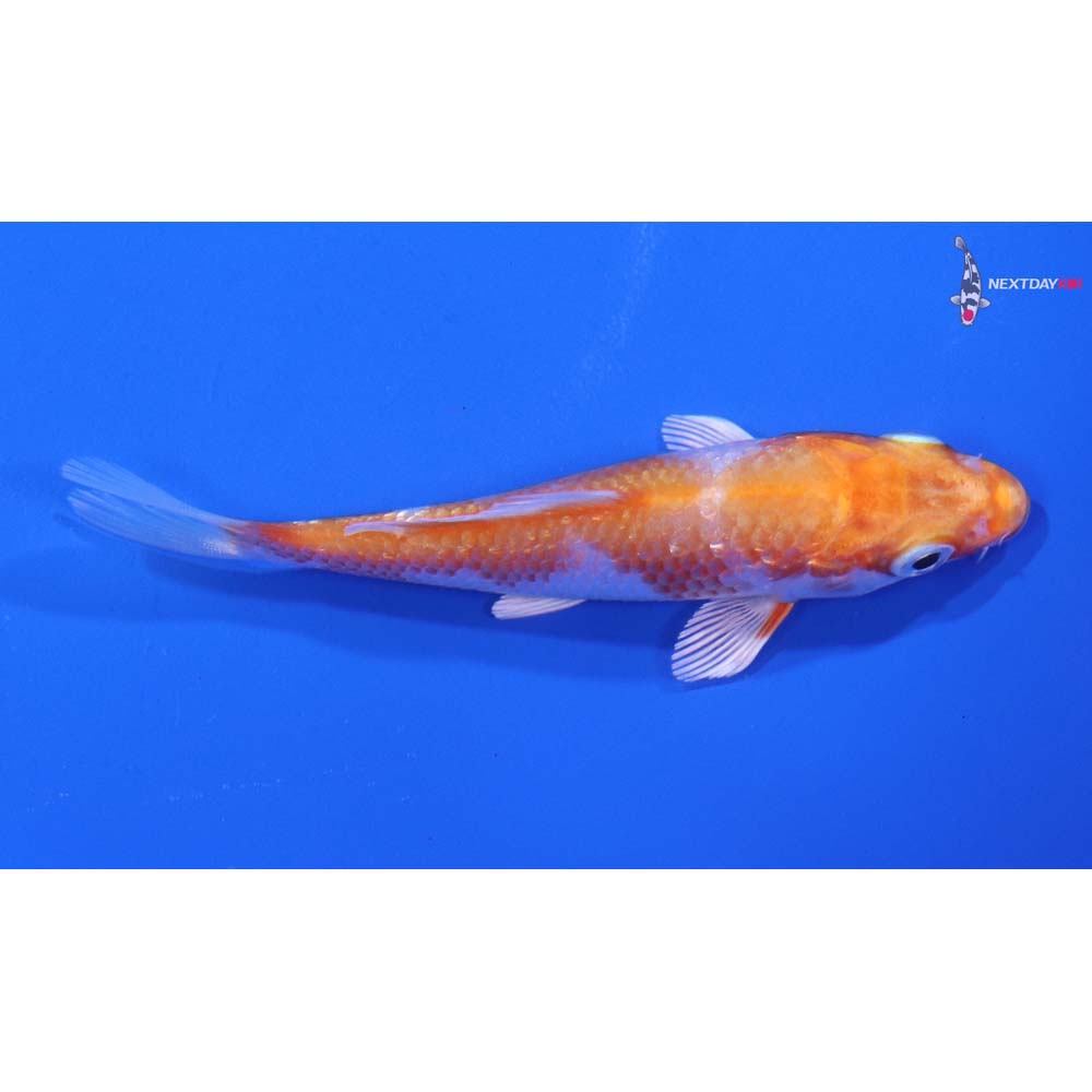 3.5” Imported Gin Rin Hariwake