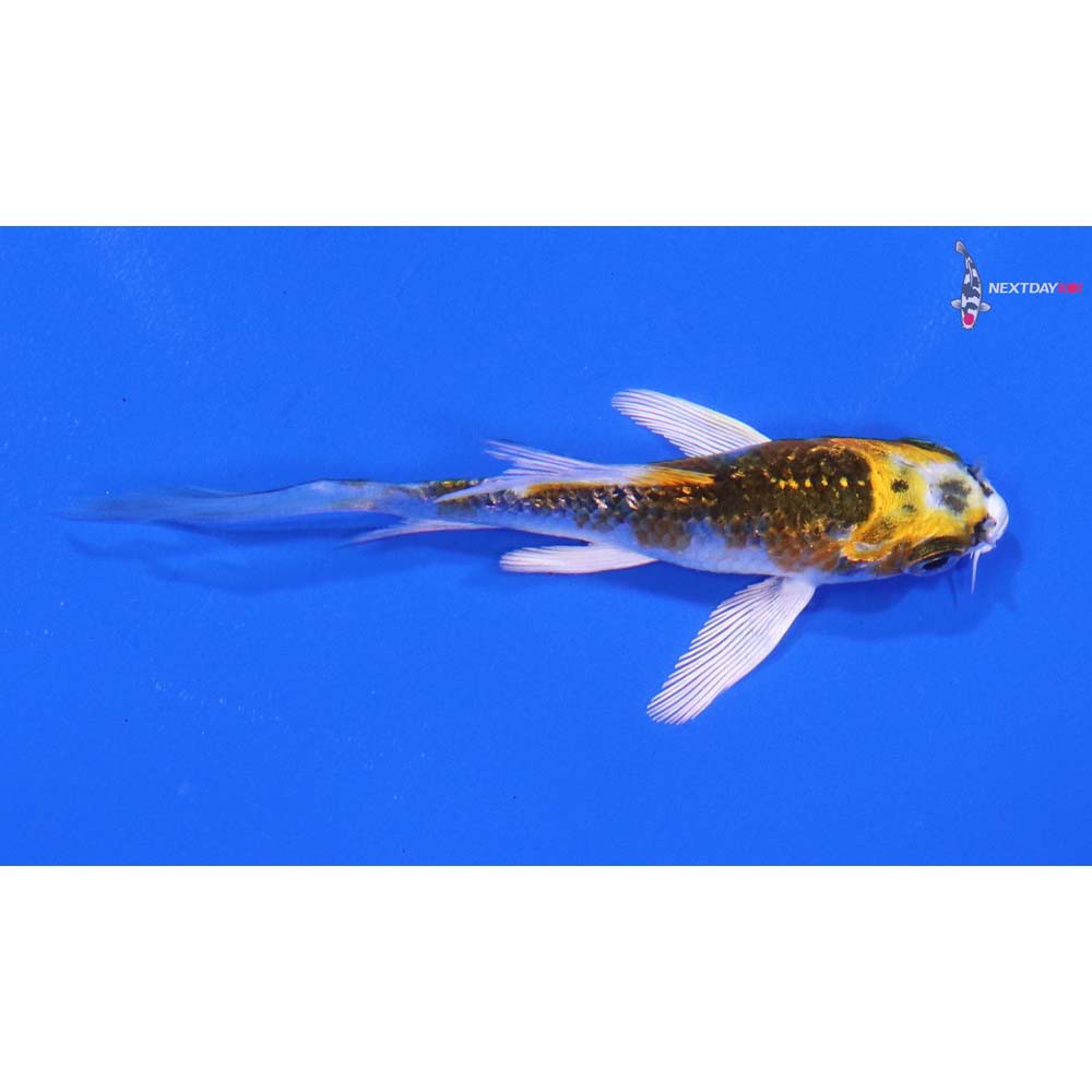 3” Imported Gin Rin Kujaku Butterfly Koi