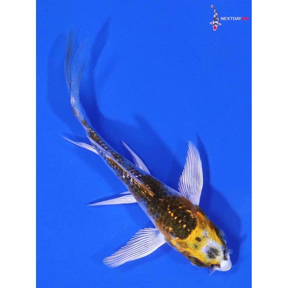 3” Imported Gin Rin Kujaku Butterfly Koi