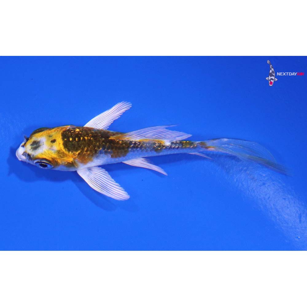 3” Imported Gin Rin Kujaku Butterfly Koi