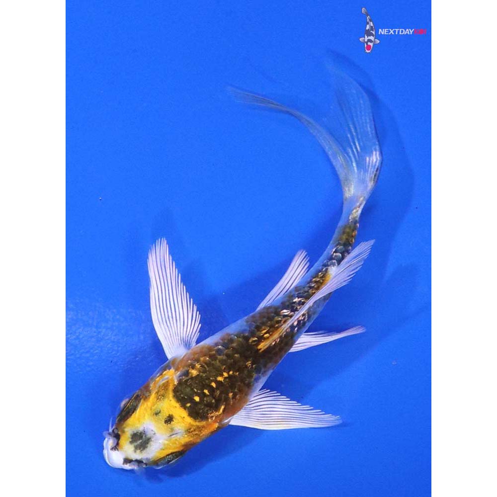 3” Imported Gin Rin Kujaku Butterfly Koi