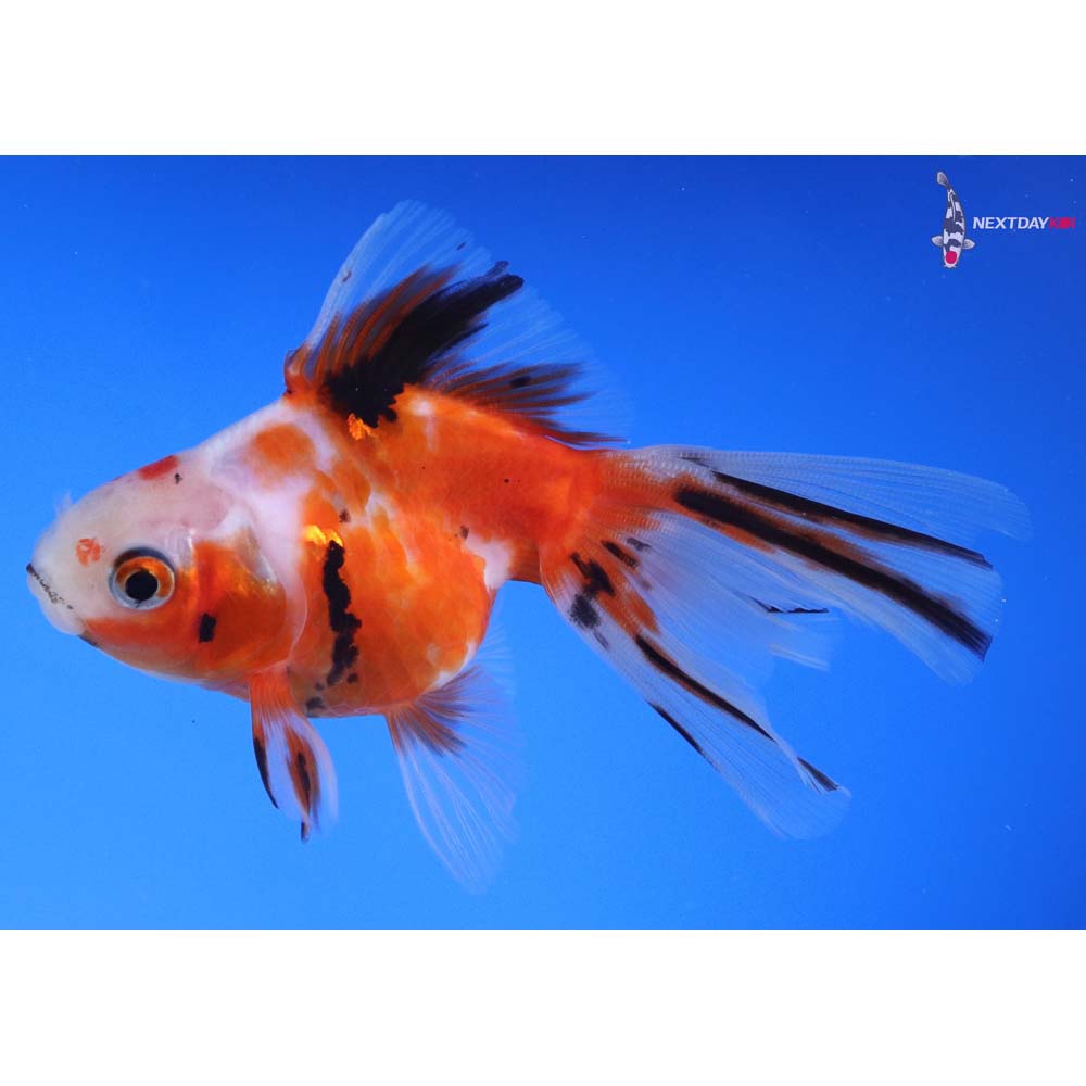 4” Imported Calico Ryukin