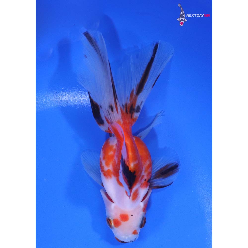 4” Imported Calico Ryukin