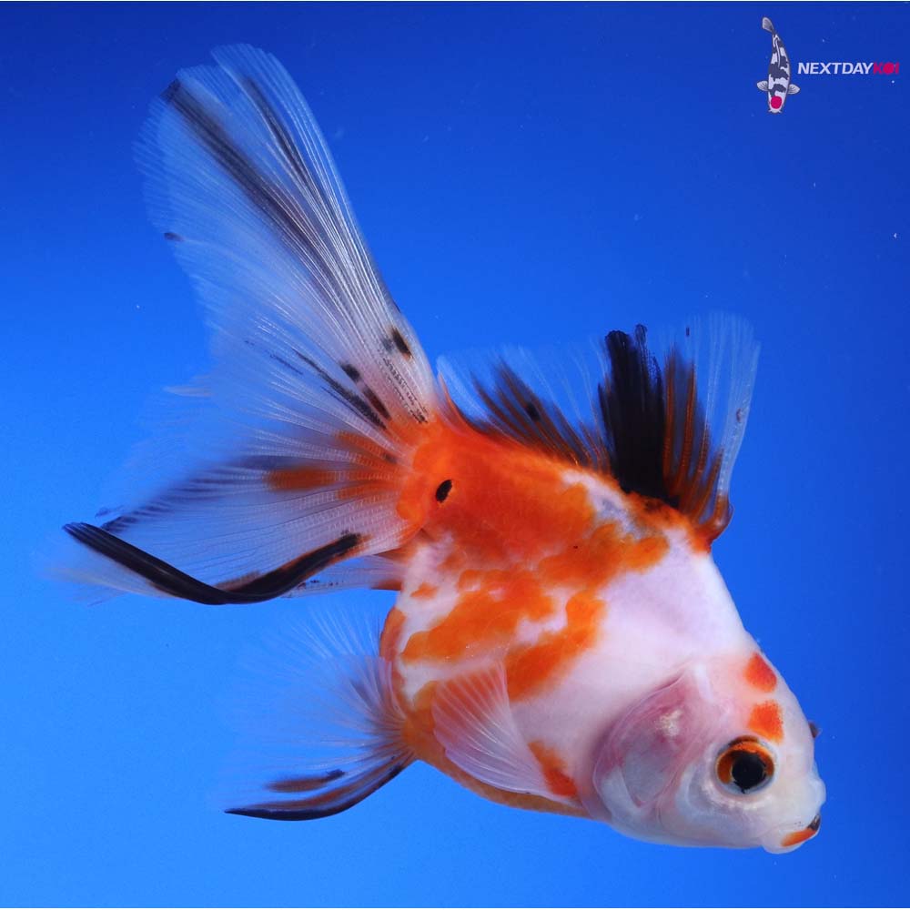 4” Imported Calico Ryukin
