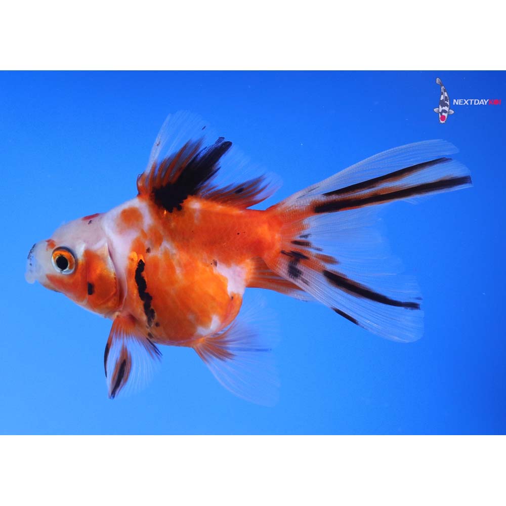 4” Imported Calico Ryukin