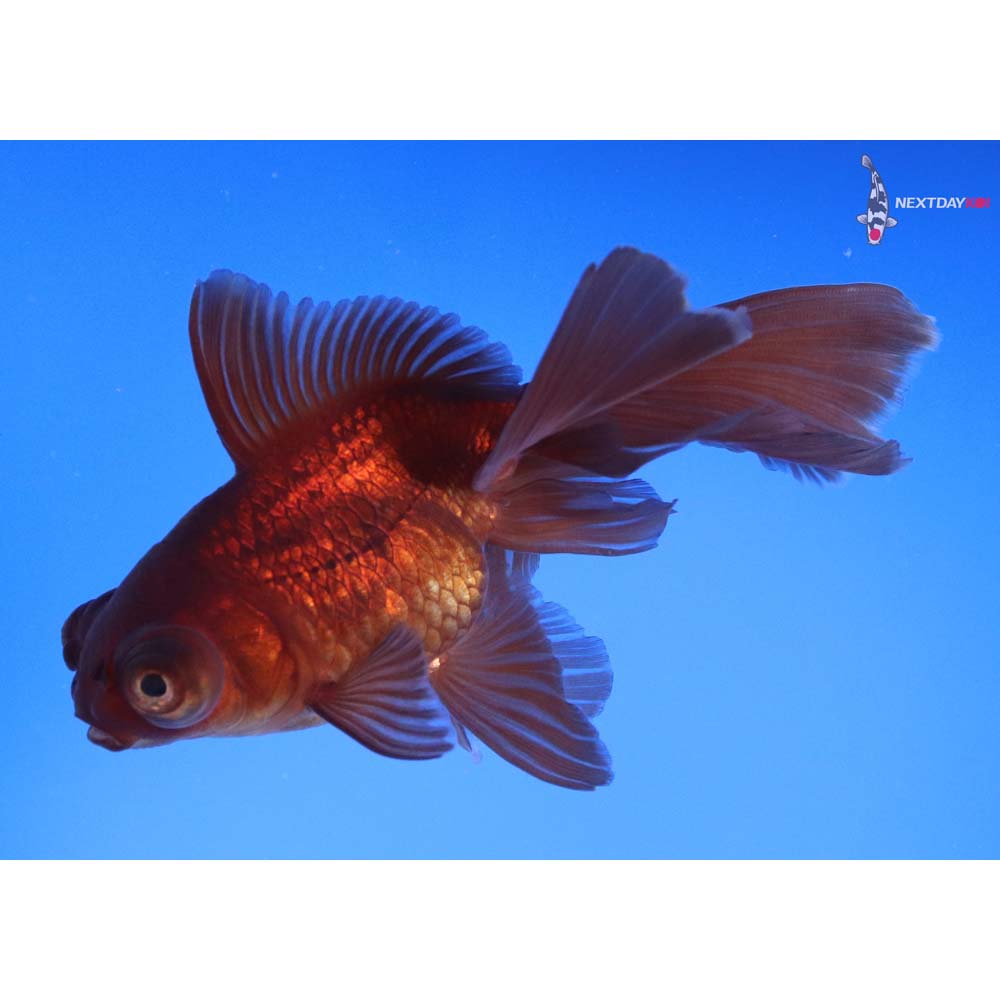 4.5” Imported Chocolate Butterfly Tail