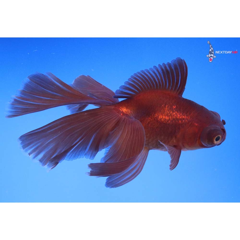 4.5” Imported Chocolate Butterfly Tail