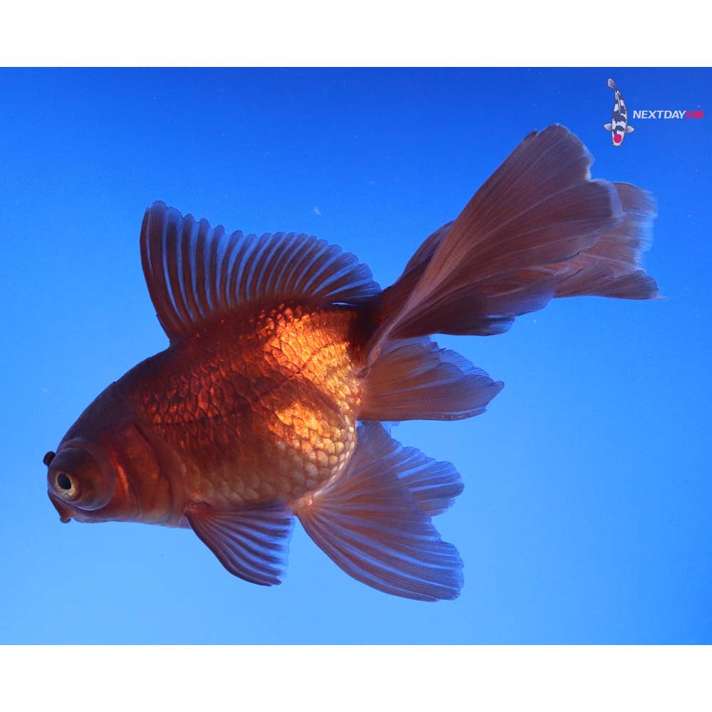 4.5” Imported Chocolate Butterfly Tail