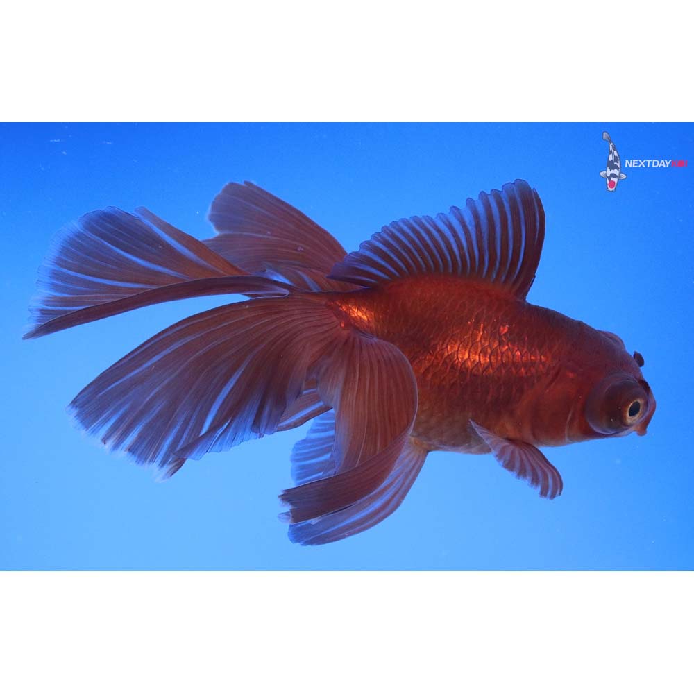 4.5” Imported Chocolate Butterfly Tail