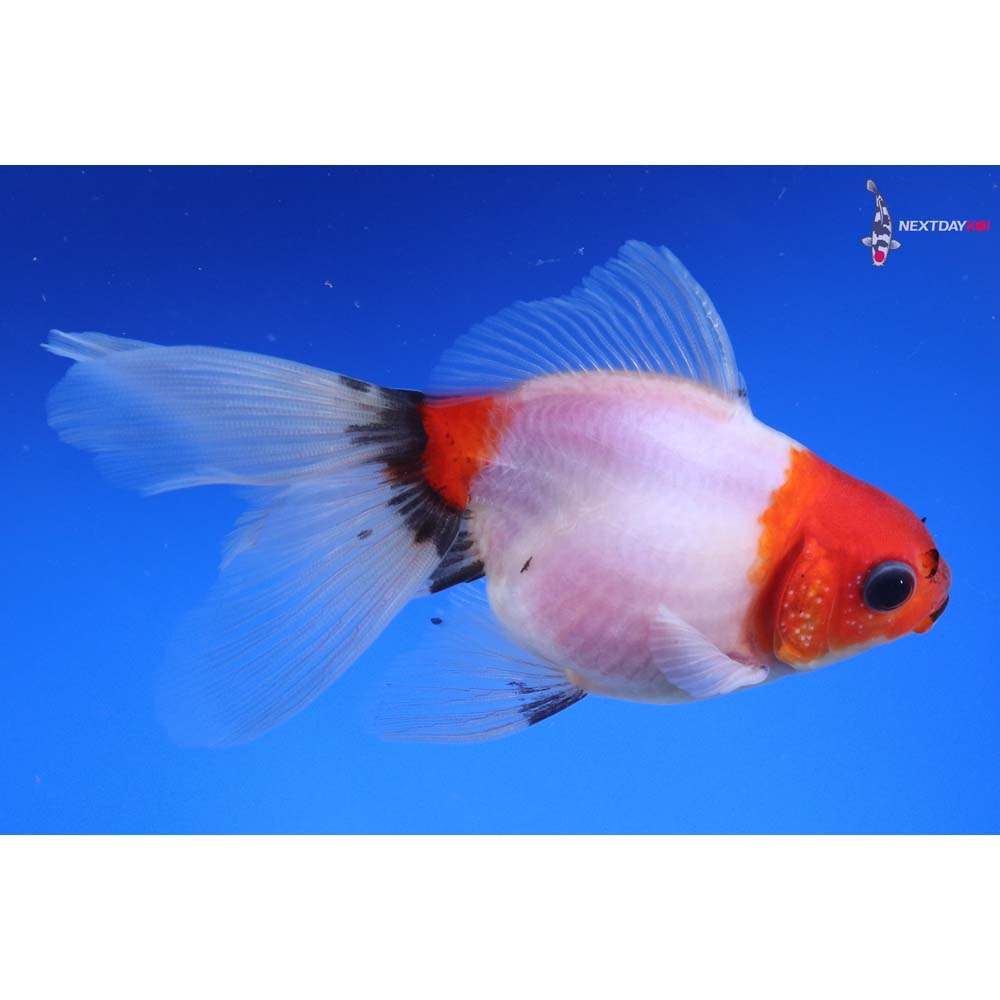 4.5” Imported Calico Ryukin