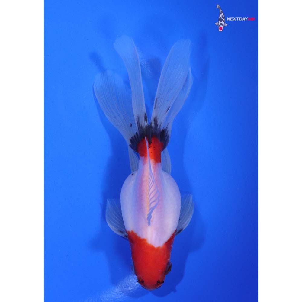 4.5” Imported Calico Ryukin