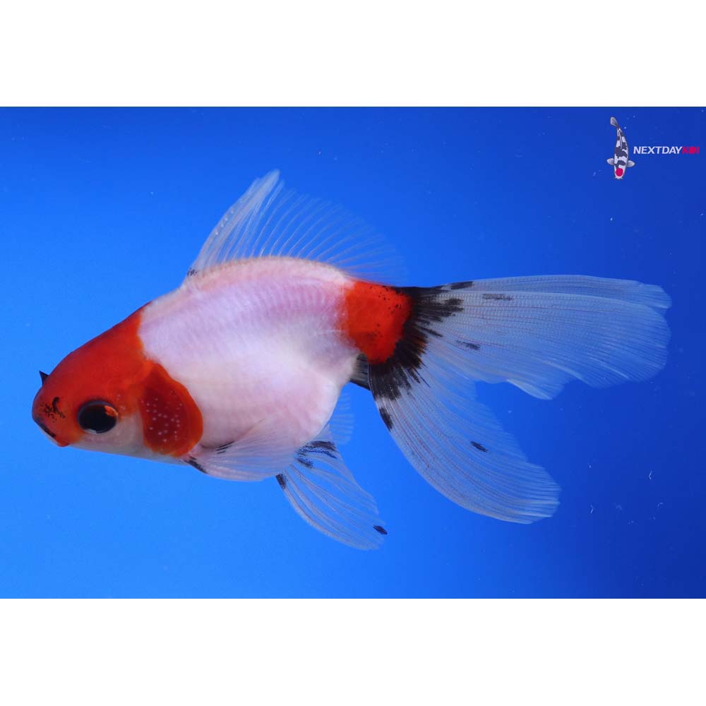 4.5” Imported Calico Ryukin