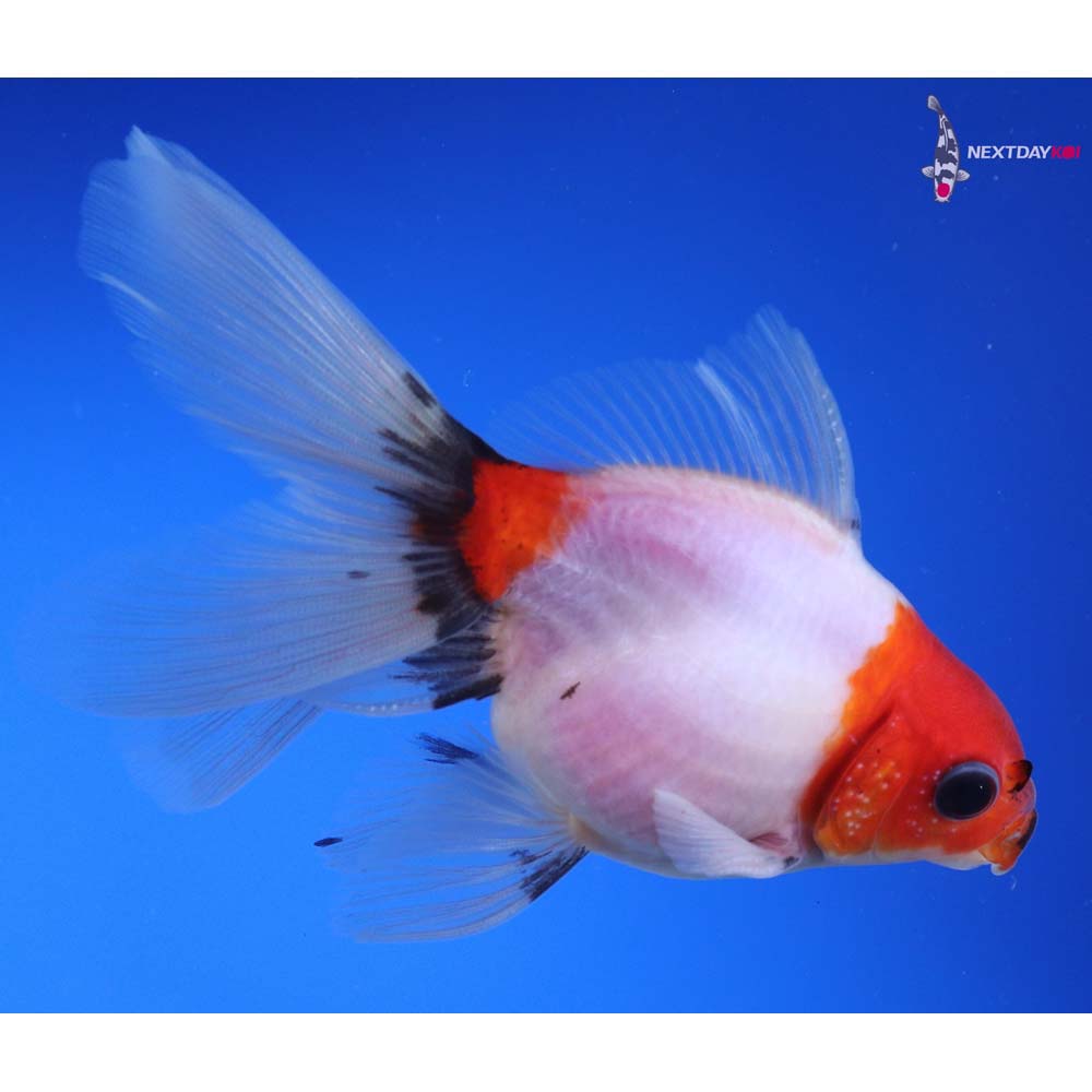 4.5” Imported Calico Ryukin