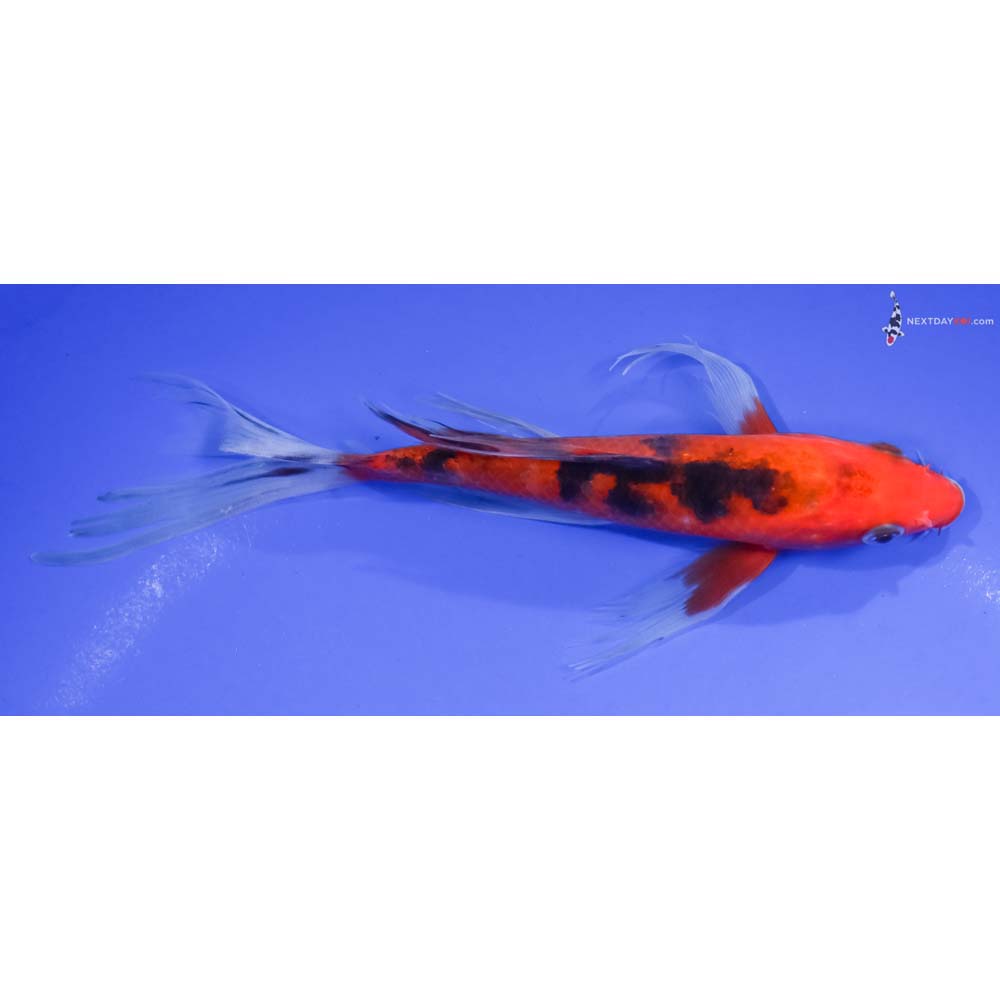 7” Imported Aka Sanke Butterfly Koi