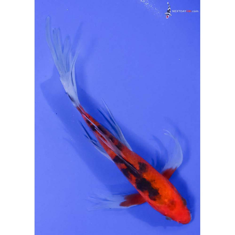 7” Imported Aka Sanke Butterfly Koi