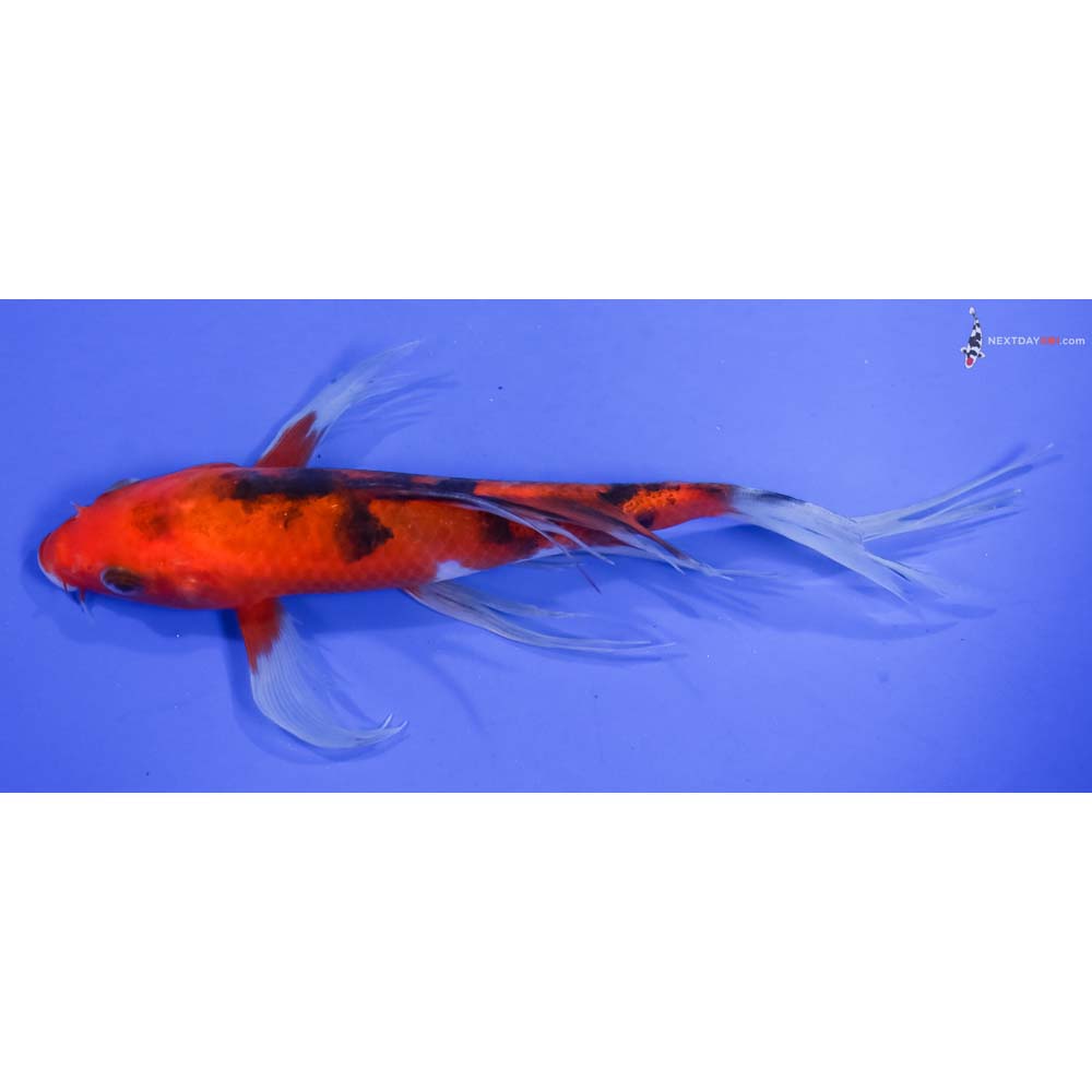 7” Imported Aka Sanke Butterfly Koi