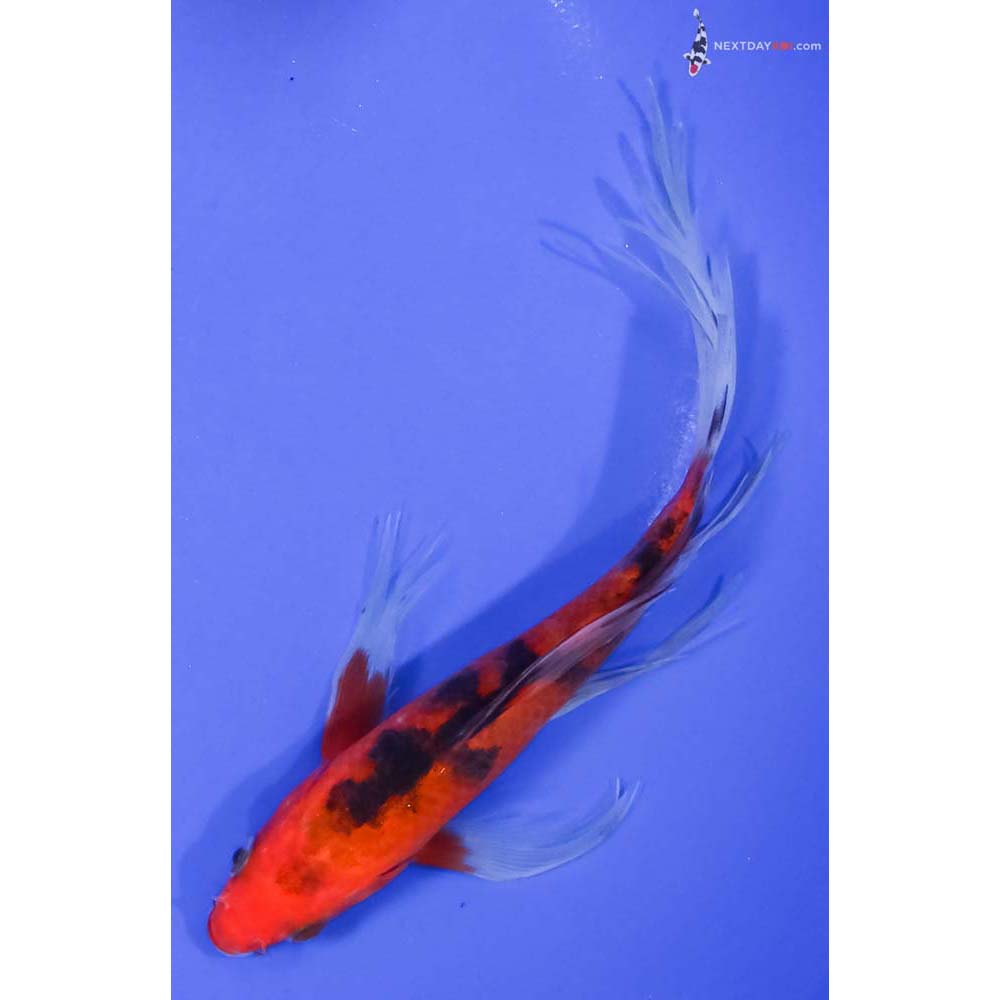 7” Imported Aka Sanke Butterfly Koi