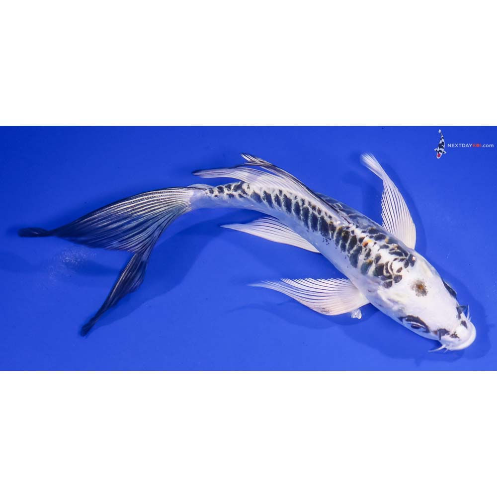 7” Imported Doitsu Kujaku Butterfly Koi