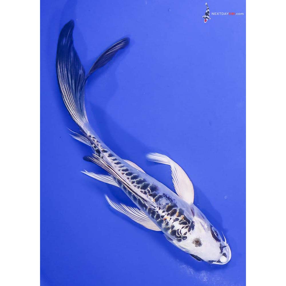 7” Imported Doitsu Kujaku Butterfly Koi