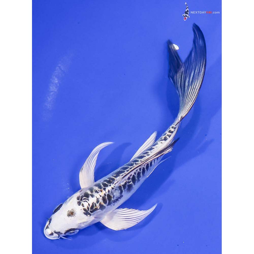 7” Imported Doitsu Kujaku Butterfly Koi