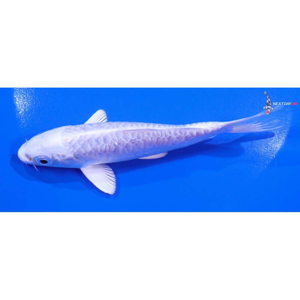 5” Imported Armor Scaled Platinum Ogon