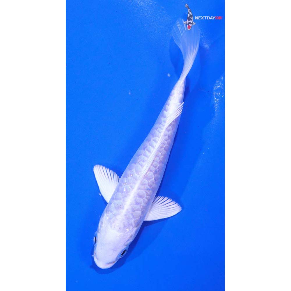 5” Imported Armor Scaled Platinum Ogon