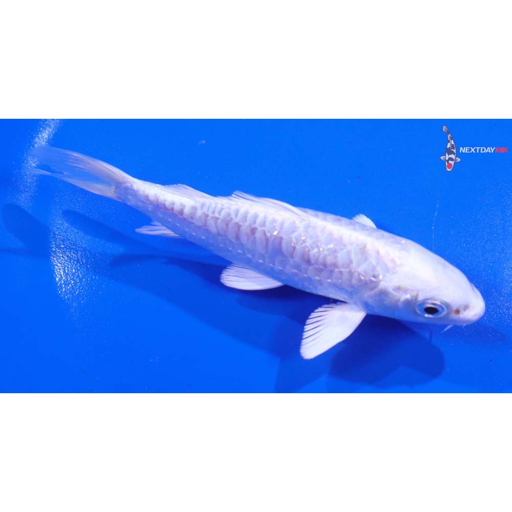 5” Imported Armor Scaled Platinum Ogon