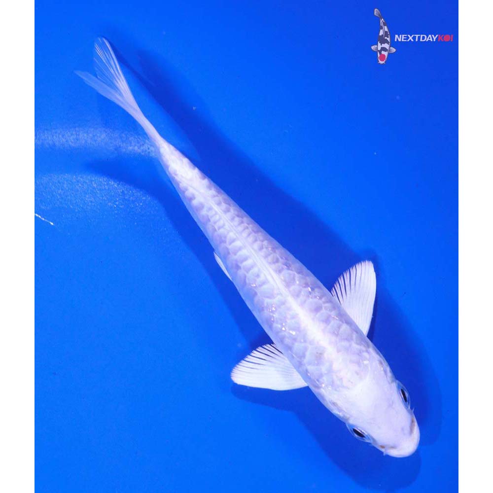 5” Imported Armor Scaled Platinum Ogon