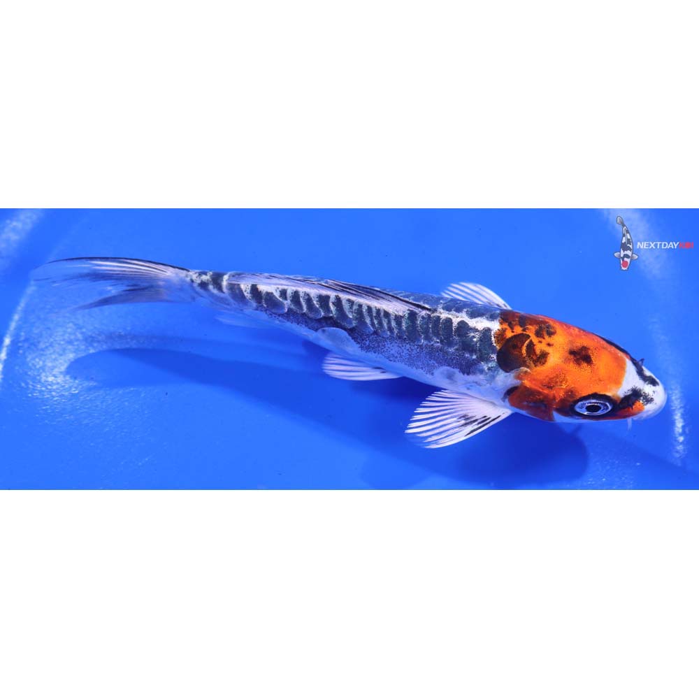 5.5” Imported Kin Kikokuryu