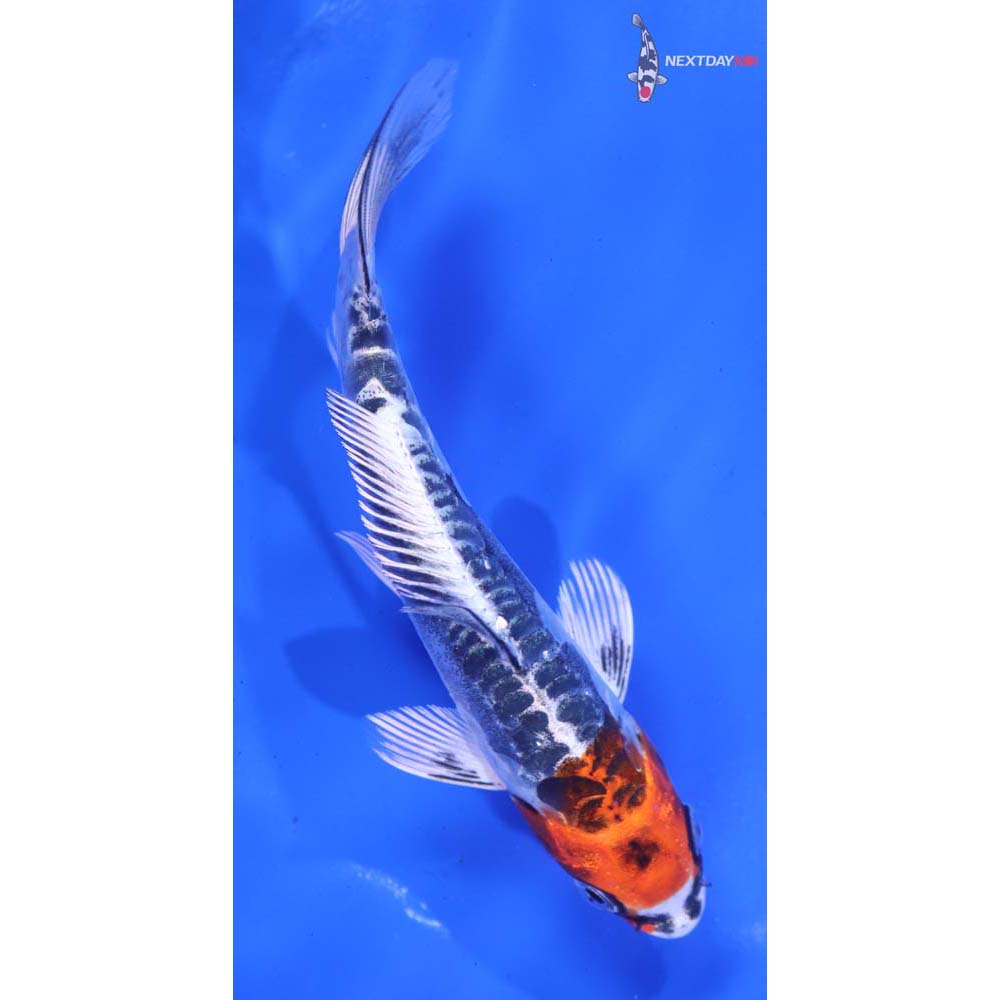 5.5” Imported Kin Kikokuryu