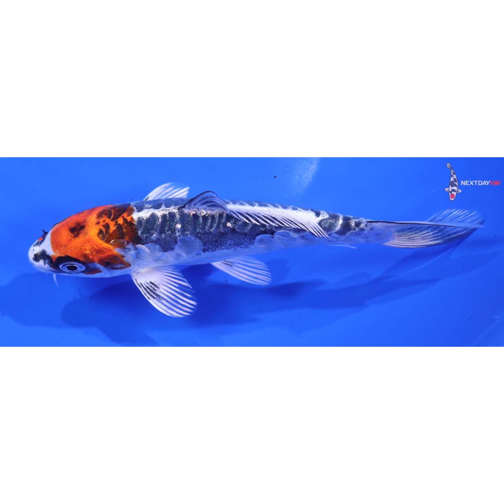 5.5” Imported Kin Kikokuryu