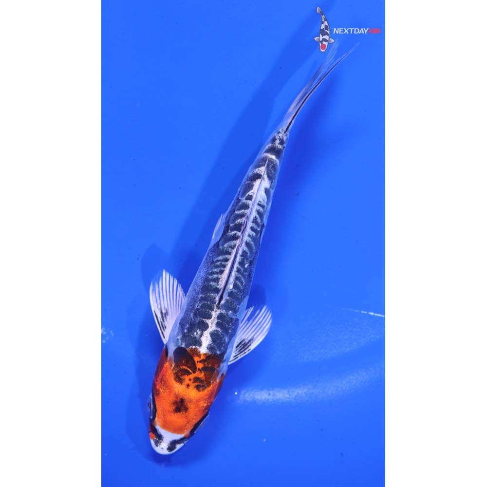 5.5” Imported Kin Kikokuryu