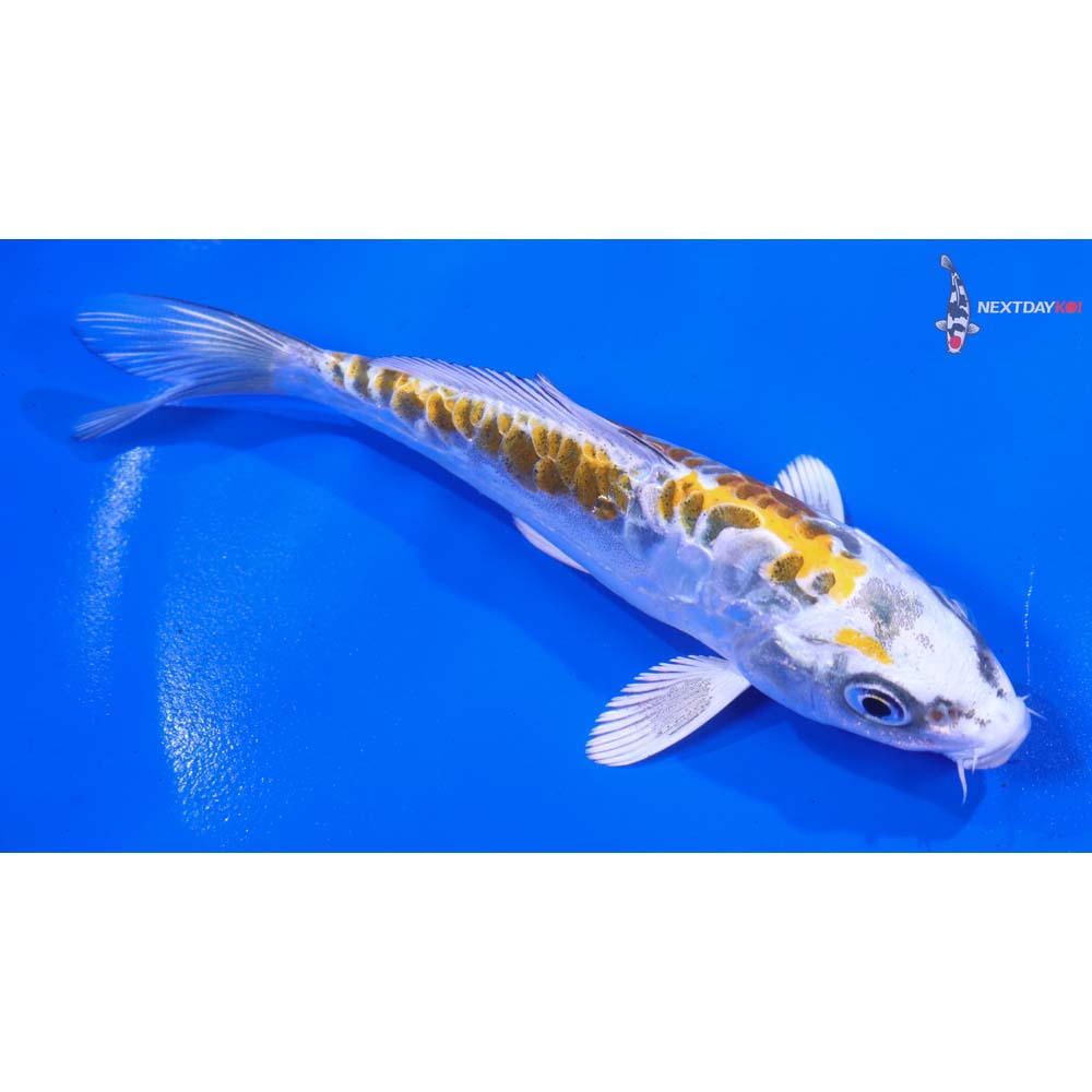 5.5” Imported Doitsu Kujaku