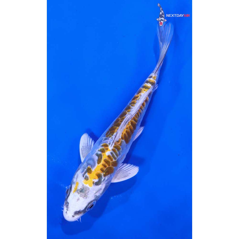 5.5” Imported Doitsu Kujaku