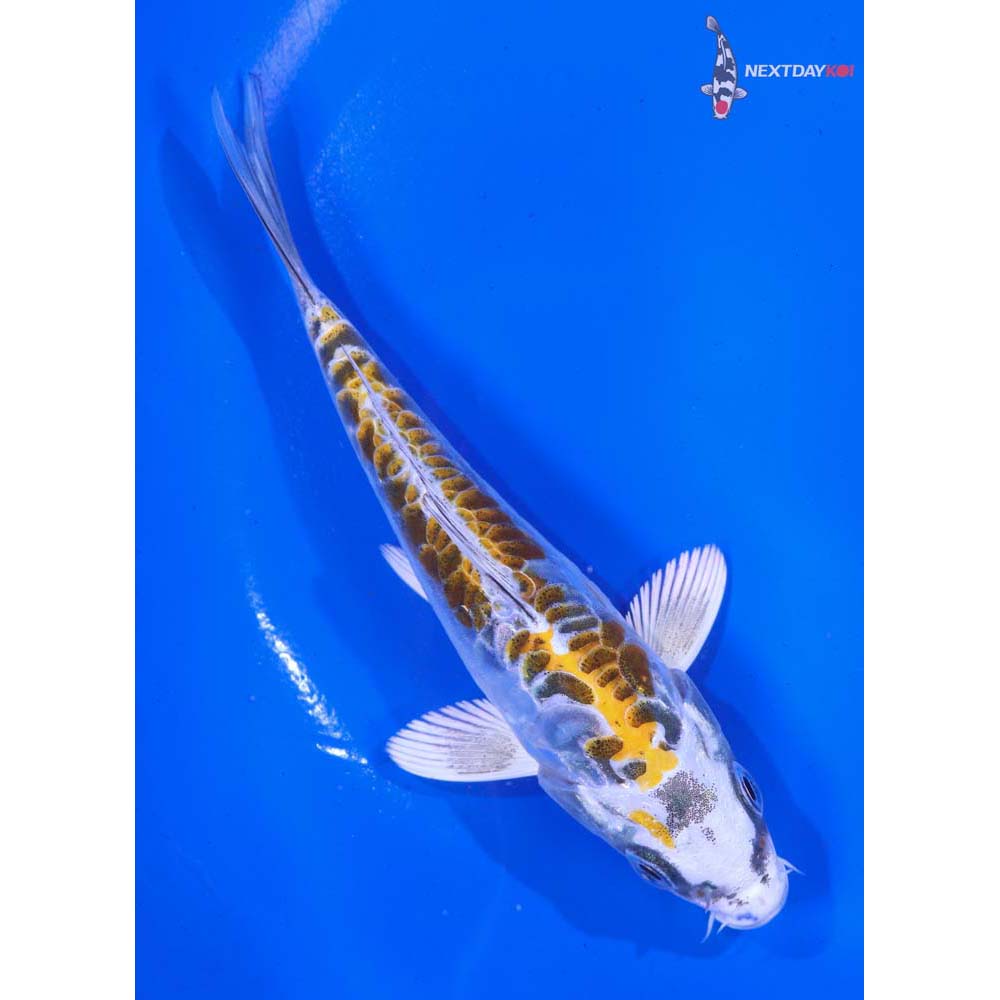 5.5” Imported Doitsu Kujaku