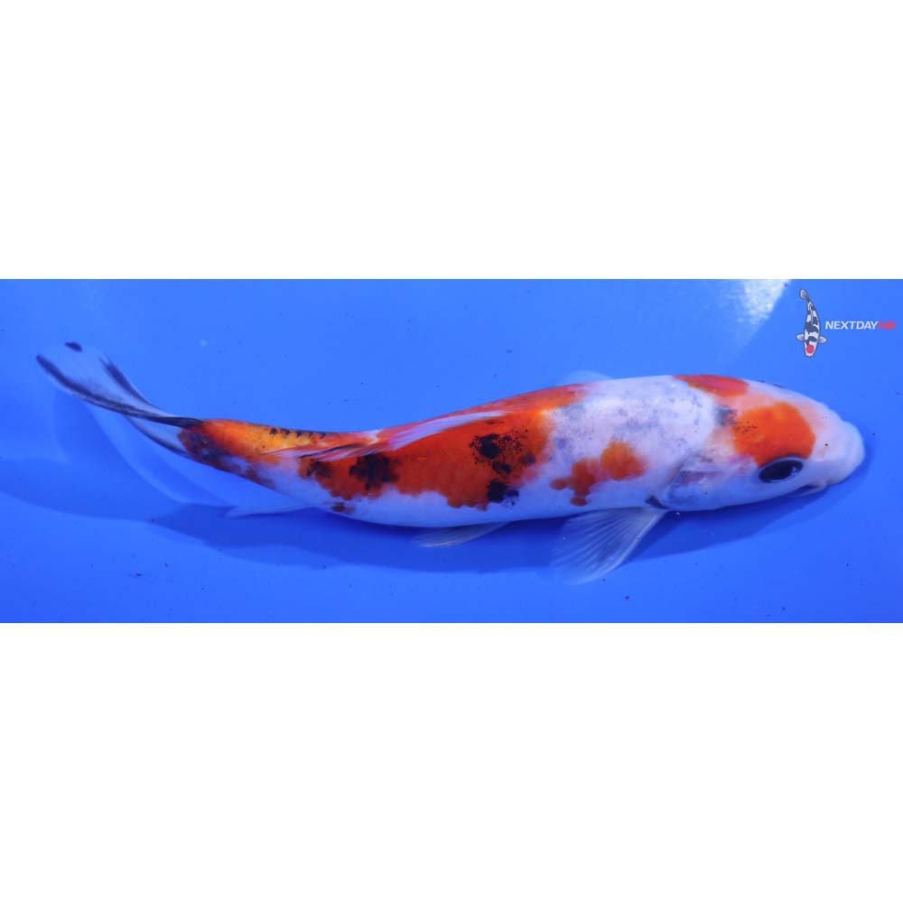 5.5” Imported Sanke