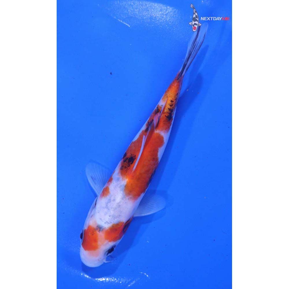 5.5” Imported Sanke