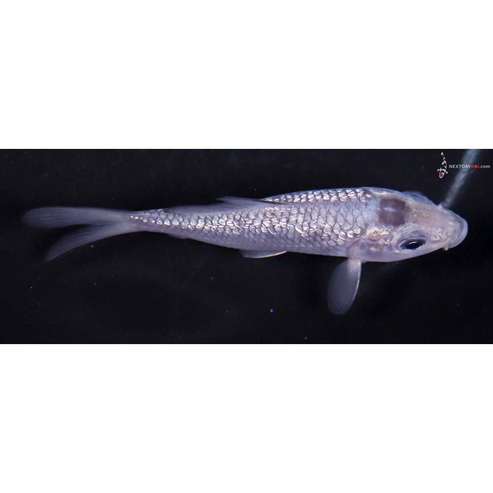 4” Imported Gin Rin Soragoi